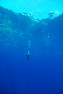 Cameraman, Doug Allen, filming plastic on the surface where the Blue Whales fed.  Location: offshore Sri Lanka, Indian Ocean (© David Jones)